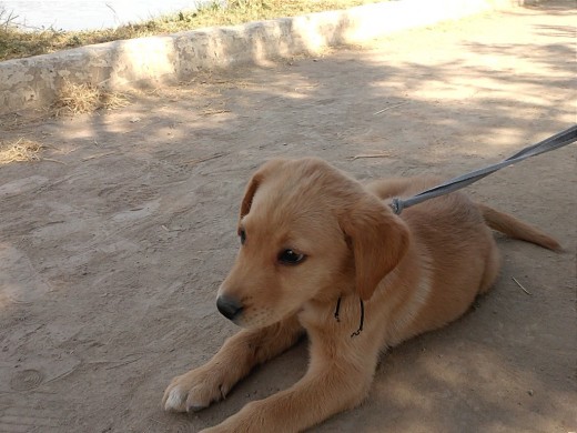 marley
