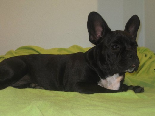 Otto bulldog frances de 3 años, sin pedigree pero de pura raza, busca novia 