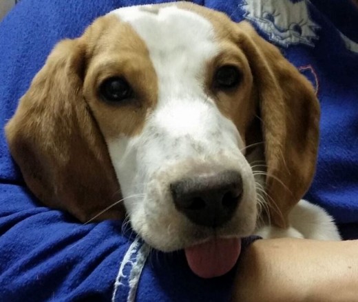 Me llamo Nala, tengo 8 mesecitos y mi dueña me encontró abandonada en un bancal con 2 mesecitos y llena de bichitos.
Ahora soy una Beagle Bicolor muy sana y juguetona, y aunque soy un poco más bajita y delgadita de lo que debería, debido a que sufrí desnutrición por abandono, soy una cachorrita muy feliz y cariñosa.