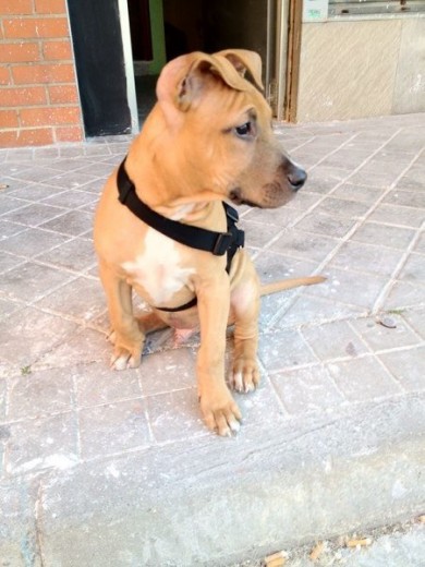 Otto con 3 meses