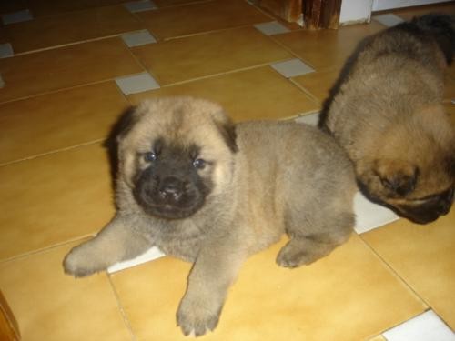 aqui esta mi tobi
 con su hermano
