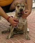 Con 5 mesitos
Padre Dogo Canario 
Madre Shar Pei
Lengua con manchas azules, rayas del pelaje de presa y color de shar pei. Muy noble y fiel a su amo.