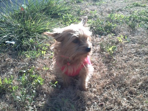 Canela tomando el sol en invierno, le encanta!!