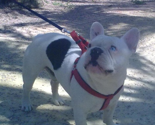 Este es Bongo mi Bulldog Francés.