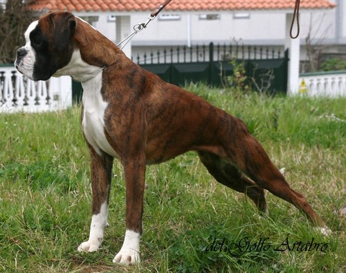 Ejemplar propiedad de Bóxer del Golfo Ártabro