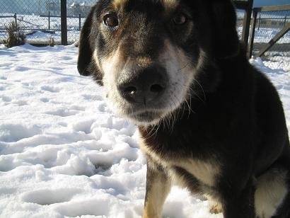 Danko en el patio de mi casa en invierno, cuando aún estaba activo y jugabamos juntos. Me ha acompañado hace 17 años y es mi mejor amigo.