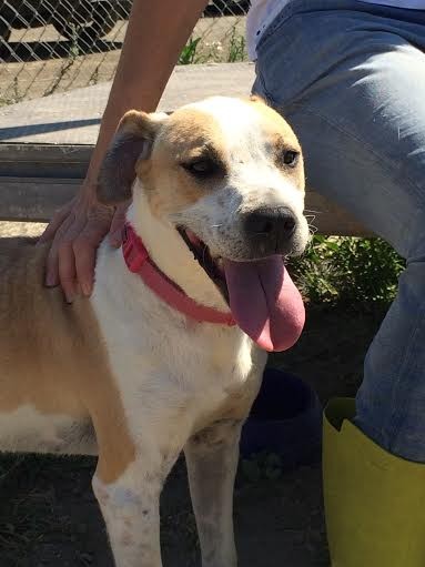 Harry pertenecía a una camada de cinco cachorros que se encontraban en una fabrica. Es un perro equilibrado que puede convivir con otros perros, machos y hembras. No es dominante. Con las personas nunca ha tenido ningún problema, al contrario. Es de lo más cariñoso y dulce. Se lleva bien con niños y es un amor.