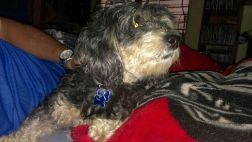 Shadow... mi coso bello