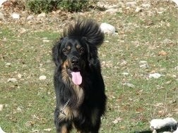 Un perro muy noble. Campeon de España