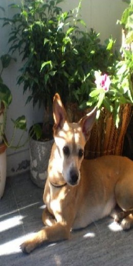 mi Canelo tomando el solete en el balcón :)