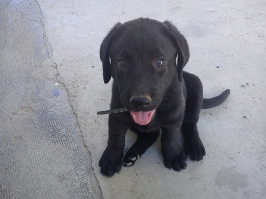 Lola con 3 meses ya apuntaba maneras de juguetona