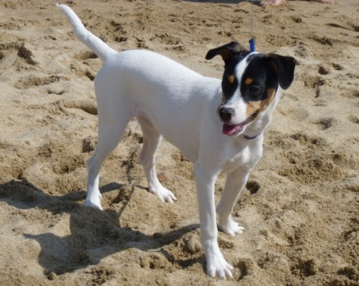 Nala en su primer día en la playa