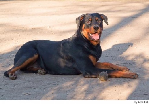 el perro mas bonito qe hai 