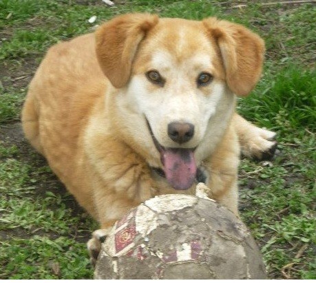 Es nuestra alegria en la casa... nos da la pata cuando se lo indicamos, entiende nuestras indicaciones, juega a la pelota y trae las pelotas de tenis cuando se las lanzamos. su pasatiempo es espantar a las aves que pasan por la casa. Cuando entra alguien extraño es agresivo a no ser que le indiquemos que es un familiar o un amigo. 