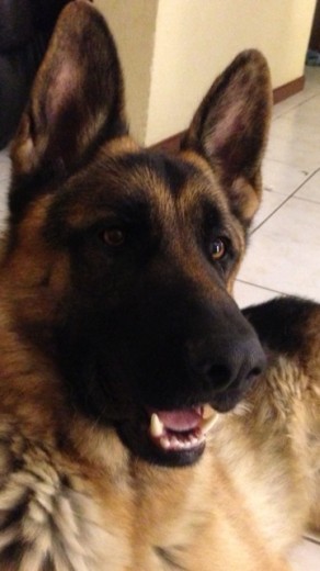 Ni segundo perro , lo quiero tanto co al primero tiene un Año de vida y quiero encontrarle una compañera 