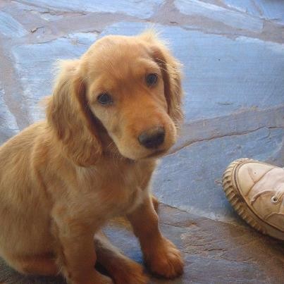 Mi Lola, con aprox dos meses.