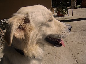 Belinda en el jardín.