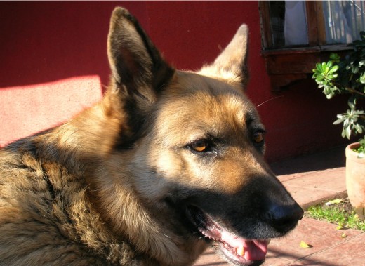 Nuestra querida Flor, me acompaño en toda mi adolencencia y parte de la universidad. 

Fue una perrita fiel, en donde llego a nuestra casa por parte de una dama que no la podía mantener ya que tenía dos pastores alemanes más en casa, que vendría siendo sus padres, aun me acuerdo que llego chiquitita con sus ojitos azules y era la más inquieta pero la más fiel de todas.

Cuando viviamos aun en santiago ella abria la reja de la casa y nos salia a buscar al colegio a mis hermanos y a mi por las tardes, se hizo amigo del inspector general del colegio pues sabia bien que era de nosotros.  Dejo de acompañarnos y la tuvimos que mantener en el patio por amenazas de muerte hacia nuestra querida perrita, a tal punto que en una ocacion le rajaron de su espalda hasta la guatita. Gracias a dios salio todobien en la operación.

Despues de eso fue felizmente mamá pero lamentablemente, sus cachorros fallecieron, uno por que lo aplasto, otro se lo robaron y por ultimo tenia dos mas, uno resfriado el cual no aguanto, y el  ultimo en eso que lo llevaba de paseo se le cayó y al tratar de qu eno se golpeara le dio un apreton.

Cayío en depresión, no hayabamos como curarla de esa pena, se puso gordita y le salieron durezas en sus codos.

Decidimos mudarnos a melipilla, en una parcela grande que mis padres compraron, hay como que se reactivo, pero como quedaba todo mas lejos se deprimio de nuevo, ya que los colegios quedaban a kilometros y ella nosperdía el rasto. así que decidimos traerle un amigo más, hay descubrimos que no le gustaban los perros, pero gracias a eso salio a correr de neuvo y a caminar, empezo a bajar de peso y volvio a tener vidamás aun despuesde la llegada de un pato bebe, se hacia cargo de el y fue feliz.

Lamentablemente, este pasado Julio, tuvo un accidente, le pasaron a llevar su patita, llamaron mis padresa un veterinario para que la viera, como era de muy noche no la pudieron atender pero si le dieron anestesia y calmantes, la entramos a la casa, en el living donde le gusta estar, se veía super feliz!! =D ... mi hermano le puso música clásica para que descansara bien le hizo harto cariño mi hermano menor, al final, en eso de las 4 de la mañana la fuimosa ver, y había fallecido, no aguanto pero se le veía su tipica sonrisa dibujada. Entre llanto y alegria nos despedimos de ella, pues ella se fue feliz y eso nos hizo saber que hicimos bien nuestro trabajo con ella en estos 12 años.

Gracias Flor Corazón, así como mi hermano te bautizo con ese hermoso nombre así fuiste para nosotros, con tu hermoso lomo platinado, toda una señorita y nos llenaste nuestros corazones <3