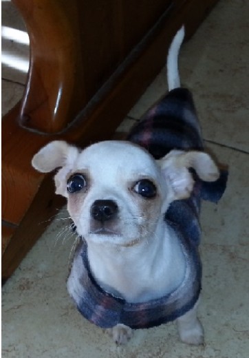 Esta es mi perrita Gala!! solo hace 4 días que esta con nosotros, pero la queremos como si fuera nuestra de toda la vida!!! la quiero tanto!! ^^