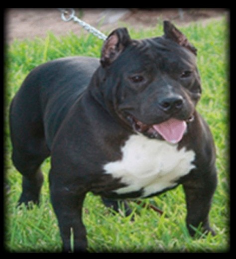 American bully extreme gottiline