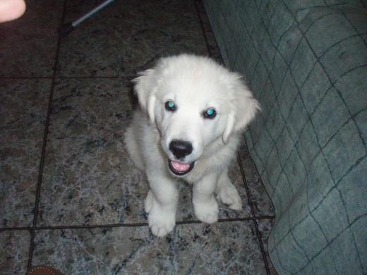 !!!Es quando era un cachorrito¡¡¡
Haora es más guapo y con los ojos azules...