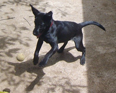 loca detras de su pelota