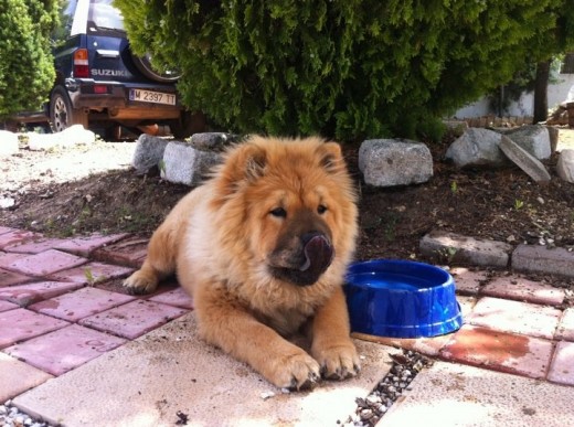 Pipa es genial la más sociable de los cow chow que e tenido y juguetona se lleva bien con todos los perros y Gatos