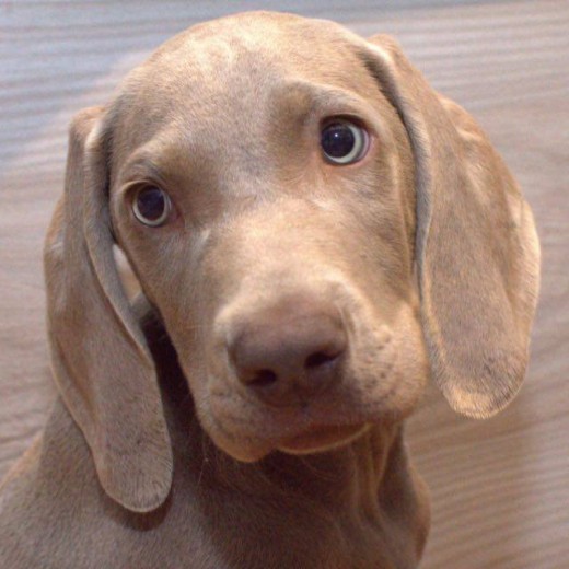 Soy Iron un macho Weimaraner  muy travieso!