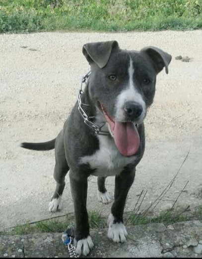 Thor,con un año recien cumplido,ya le cambie ese collar ...ahora usa arnes 