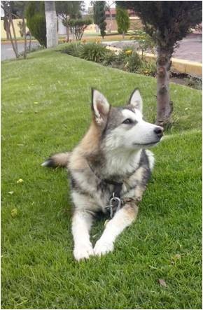 ELLA ES MALI UNA ALASKAN MALAMUTE O MALAMUTE DE ALASKAN, ES MUY JUGUETONA COQUETA Y TRAVIESA LE  ENCANTA PASEAR, COMER Y JUGAR TODO EL DIA ES MUY APEGANDA A MI Y A MI NOVIA ES SIMPLEMENTE PERFECTA