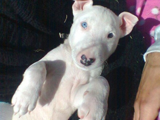 3 meses