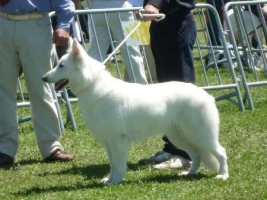 Es una foto de safira de la real corte de las arcanas participando en una exposición en Medina de pinar donde quedo como mejor hembra de raza CAC