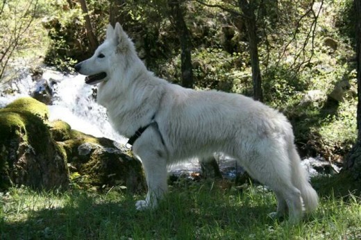 Este es athan de la real corte de las arcanas, espectacular macho, con una pigmentación muy buena. Un carácter con los niños impresionante!