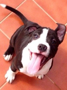 Feliz