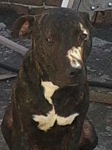 Pitbull american stanford terrier atigrado para monta 