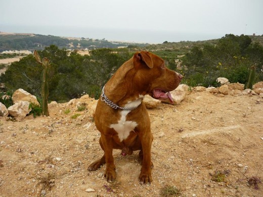 DE PASEO POR EL CAMPO