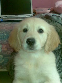 FIGO!!