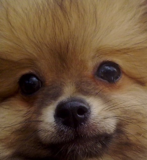 mi pomerania jimmy