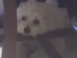 Con cara de bueno Con cara de bueno