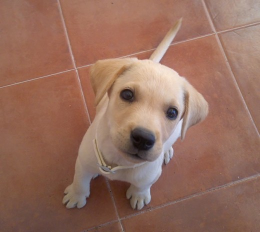 Ada con dos meses. Ada con dos meses.