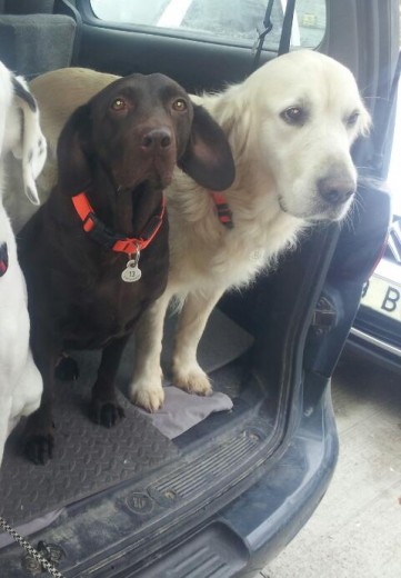 Pepa es la canela y Chufa la chocolate
Les encanta viajar en coche
