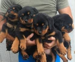   
Rotweillers Cachorros La Mejor Reputacion De Mercadolibre 
