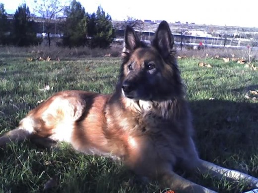 ¡¡Era muy cariñosa. La cogimos abandonada en una carretera. Llevaba microchip, pero todos los datos eran falsos. Fue una perrita muy obediente, simpática, y nunca nos dio el menor problema. Se llevaba muy bien con mis gatos, y la echamos muchísimo de menos. Te queremos mucho, mi niña, y no te olvidamos!!.