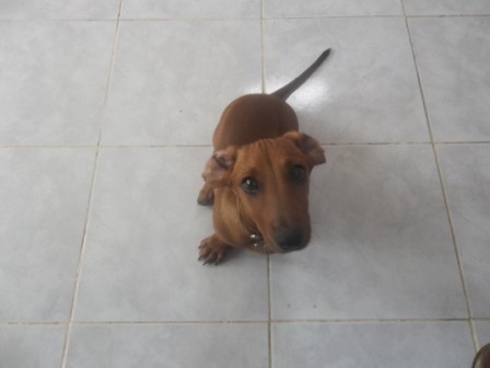 nuestro pequeño Marly, el más tierno y cariñoso perro... perdón mascota. 