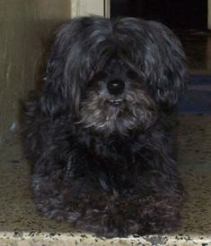 Era la mas chiquita de la casa... Mis papas me dieron mucho amor y cariño y mi vida fue muy feliz! Ahora estoy en el cielo de los perros y desde alli cuido a mis papas