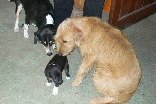 Greta, junto a Luna y Alfonsina, la perra de mi hijo...En verdad, no sabemos a ciencia cierta si pertenece a la raza que puse, aunque vi algunos ejemplares exactamente igual a ella, apareció un día perdida, con no más de tres meses de vida...