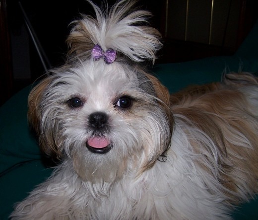 para nosotros, mi marido, mi hijo y yo, es la perrita más bella del mundo. tiene unas preciosas pestañas k ya kisieran las modelos, y unos ojos de sueños. lo único k a veces creemos k es un precioso pelucho k no concuerda su larga barba jajaja pero sigue siendo preciosa. para nosotros, mi marido, mi hijo y yo, es la perrita más bella del mundo. tiene unas preciosas pestañas k ya kisieran las modelos, y unos ojos de sueños. lo único k a veces creemos k es un precioso pelucho k no concuerda su larga barba jajaja pero sigue siendo preciosa.