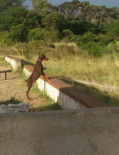 Mi cachorrito doberman ♥