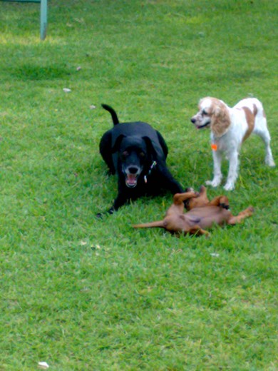 draKo, jack y pekas jugando