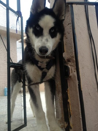 a sus 6 meses antes de salir de paseo 